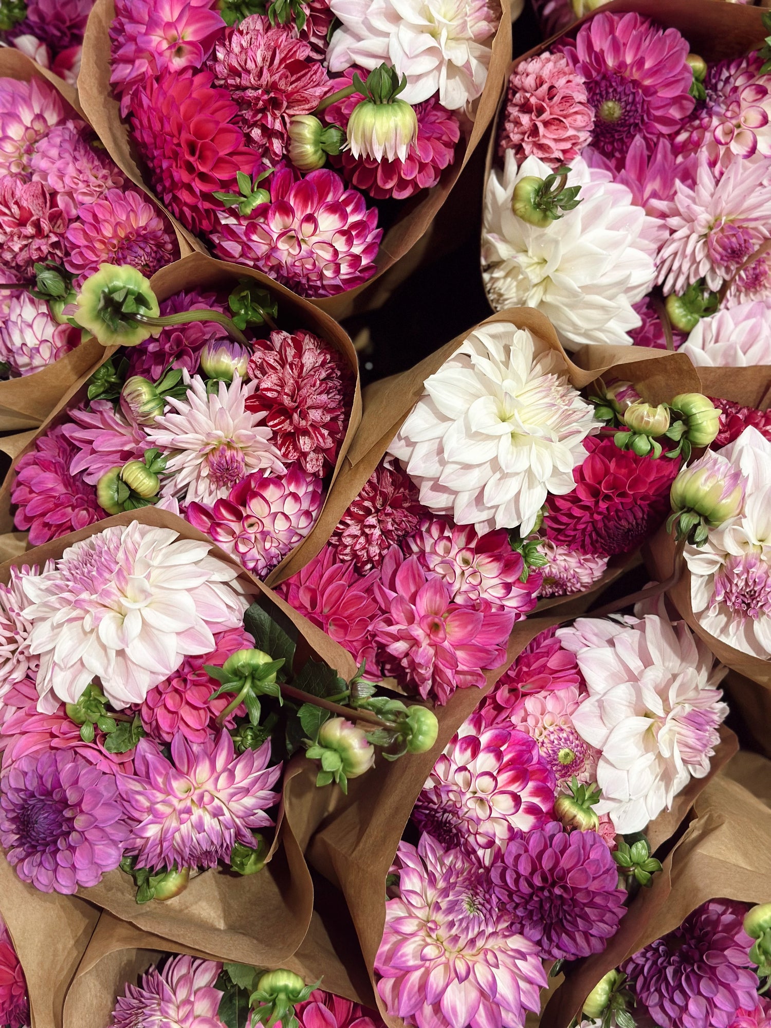 The Kindness Collection